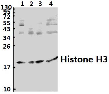 Histone H3 (T22)