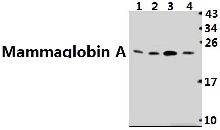 Mammaglobin A (F66)