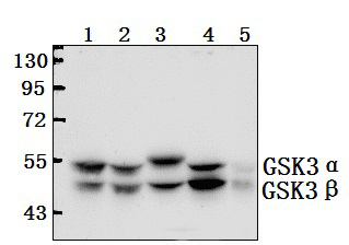 GSK3α/β (G273)