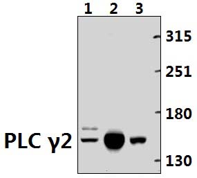 PLC γ2 (R747)
