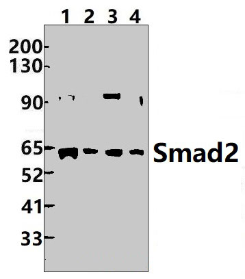 Smad2 (Ab~467)