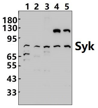 Syk (P342)