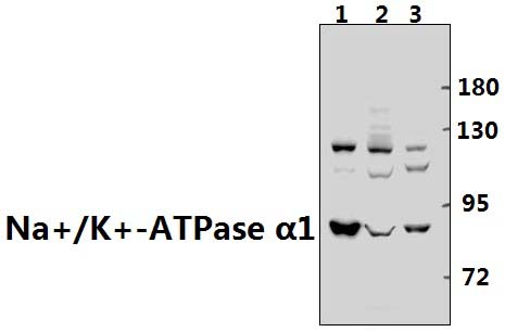 Na+/K+~ATPase α1 (Y10)