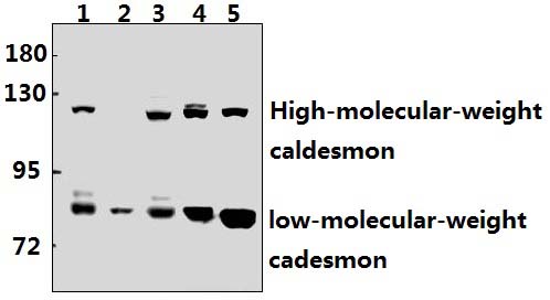 Caldesmon (S783)