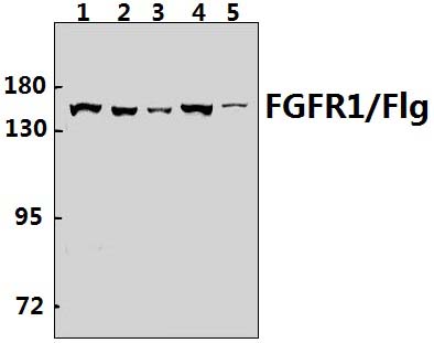 FGFR1 (I648)