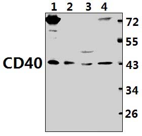 CD40 (Q259)