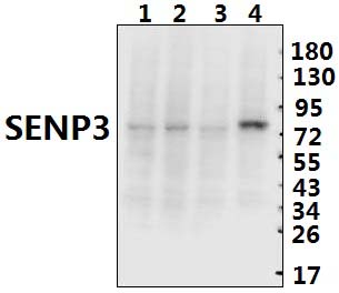 SENP3 (Y24)