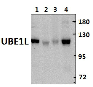 UBE1L (E996)