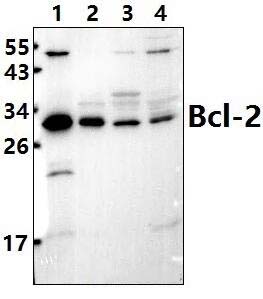 Bcl~2 (P65)