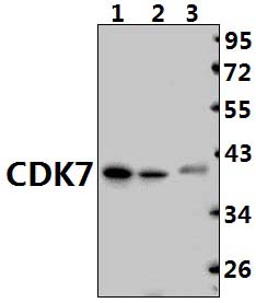 CDK7 (N166)