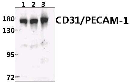 CD31/PECAM~1 (T709)