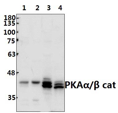 PKAα/β cat (V191)