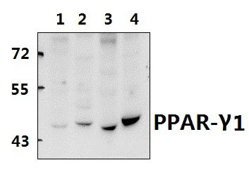 PPAR~γ (I106)