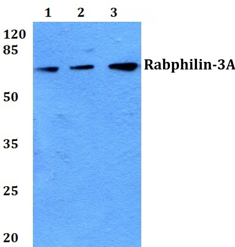 Rabphilin~3A (P231)