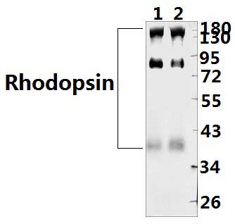Rhodopsin (L328)