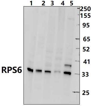 RPS6 (L234)