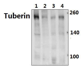 Tuberin (F933)