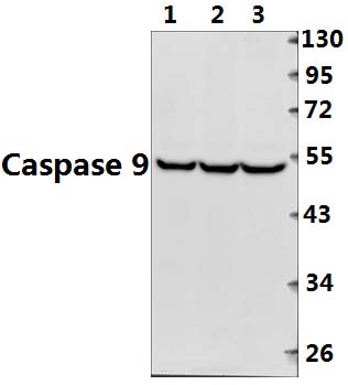 Caspase 9 (G140)