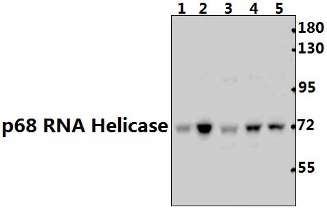 p68 RNA Helicase (N589)