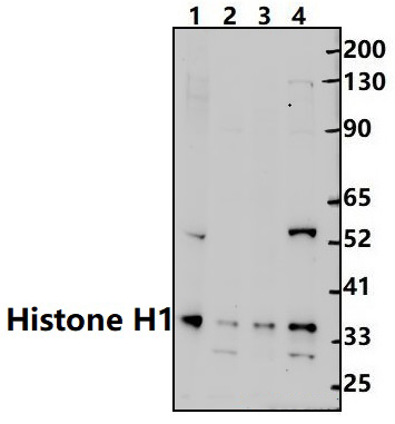 Histone H1 (P13)