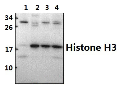 Histone H3 (R2)