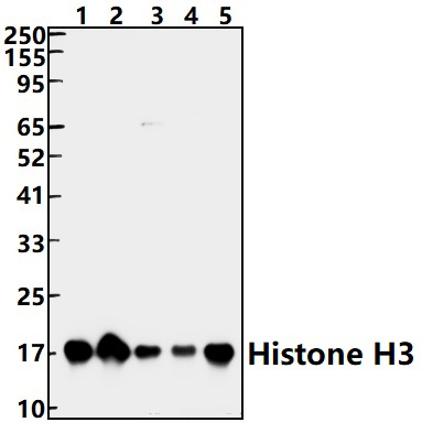 Histone H3 (T11)