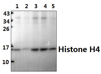 Histone H4 (V43)