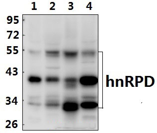 hnRPD (H79)