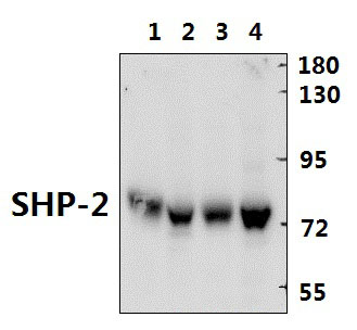 SHP~2 (E574)