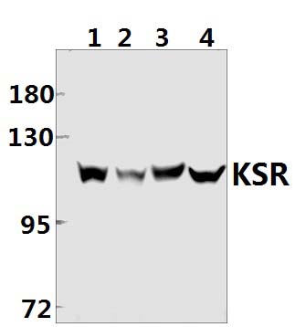KSR (R386)