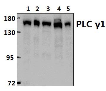 PLC γ1 (G765)