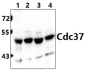 Cdc37 (H9)