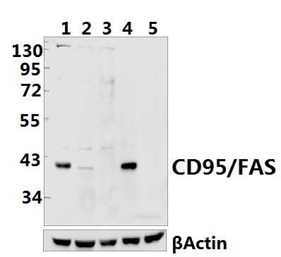 CD95/FAS (K287)