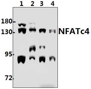NFATc4 (N670)