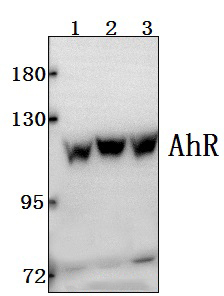 AhR (K32)