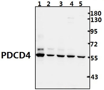 PDCD4 (K453)