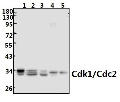 Cdk1/Cdc2 (E8)