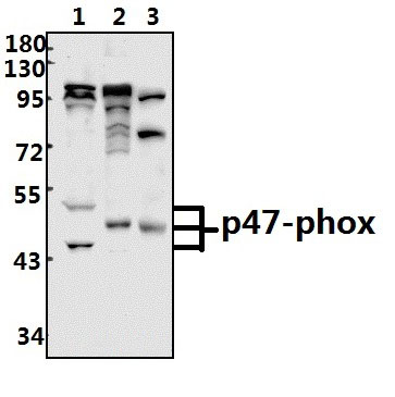 p47~phox (P300)