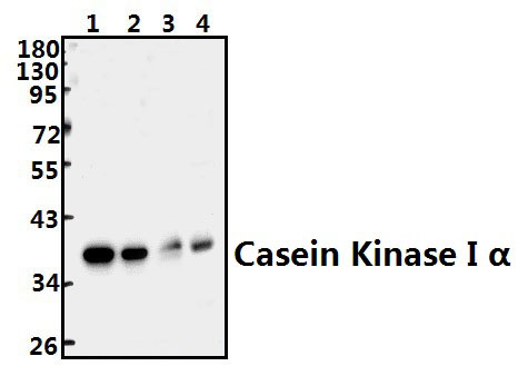 Casein Kinase Iα (Q317)