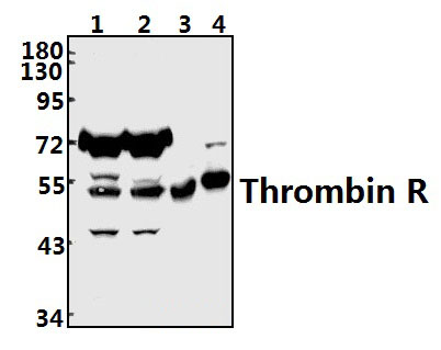 Thrombin R (G17)