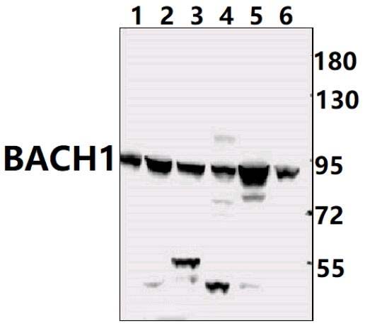 BACH1 (L160)