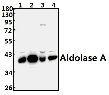 Aldolase A (T9)