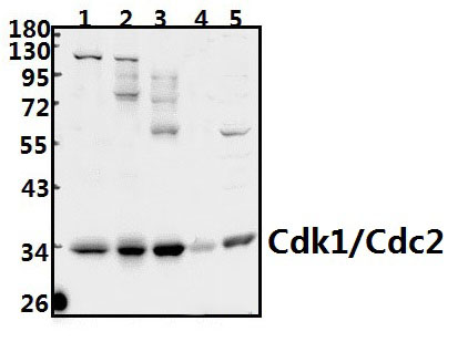 Cdk1/Cdc2 (N133)