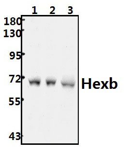 Hexb (S516)