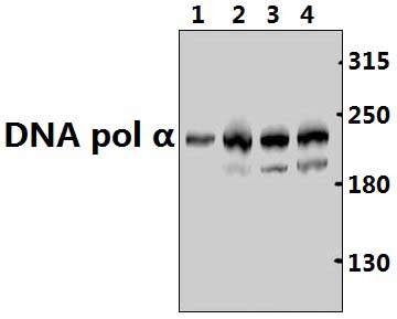 DNA pol α (K111)