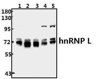 hnRNP L (G58)