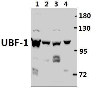 UBF~1 (E536)