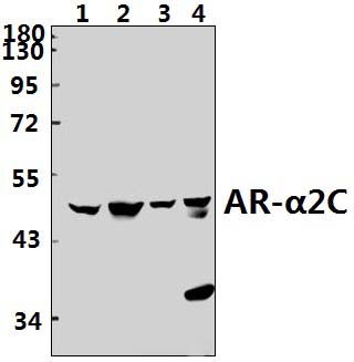 AR~α2C (R369)