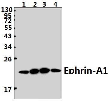 Ephrin~A1 (K98)