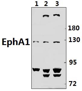EphA1 (F568)